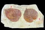 Two Fossil Leaves (Davidia, Beringiaphyllum) - Montana #105150-1